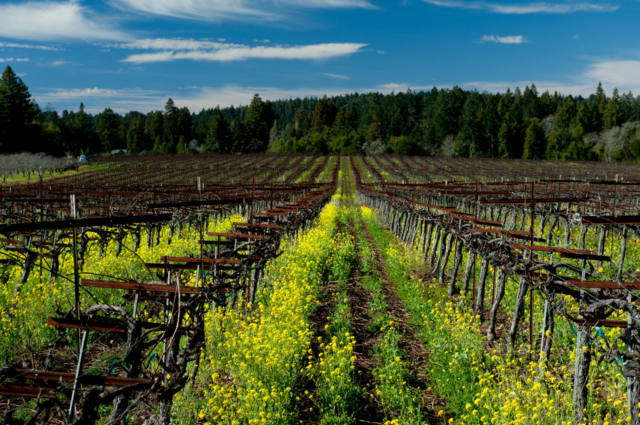 Heintz Vineyard Banshee min