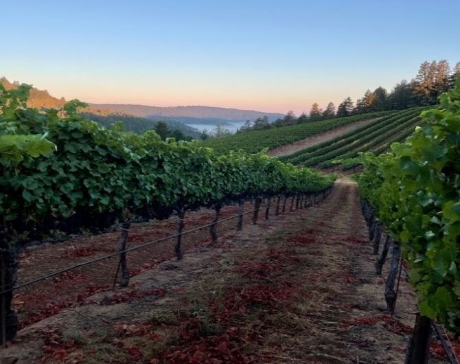 Our Vineyards - Banshee