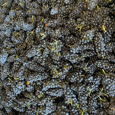 Banshee grapes in bin 10.21